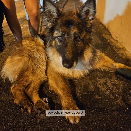 Photo de chien trouvé à Chaville