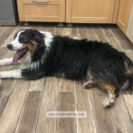 Photo de chien trouvé à Monneville