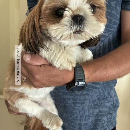 Photo 1/1 Chien retrouvé Trouvé à Saint James
