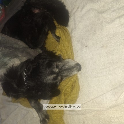 Photo de chien trouvé à Santiago