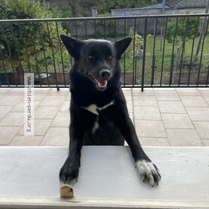 Photo de chien trouvé à Chenas