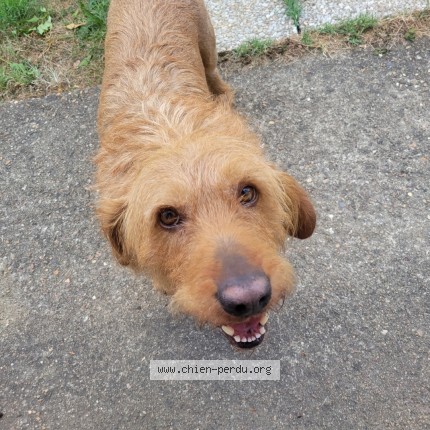 Photo 1/1 Chien retrouvé Trouvé à Montreuil Juigne