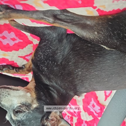 Photo de chien trouvé à Laon