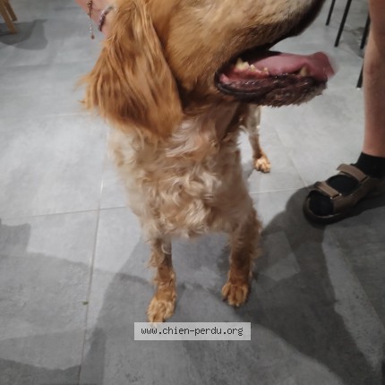 Photo 1/1 Chien retrouvé Trouvé à 62232 Hinges