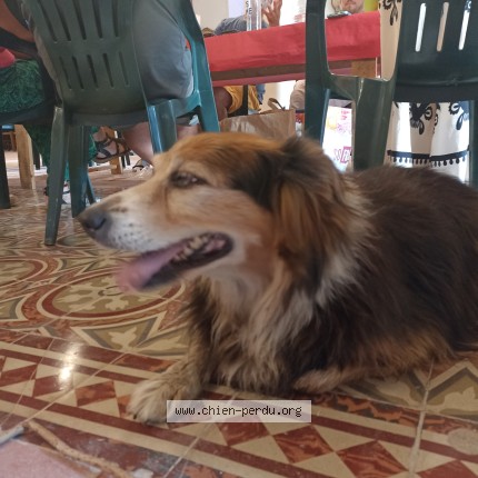 Photo 1/1 Chien retrouvé Trouvé à Saint Marc Douily