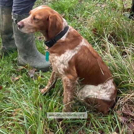 Photo 1/1 Chien retrouvé Perdu à Loheac
