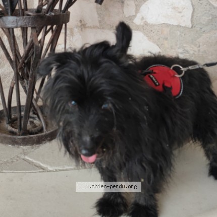 Photo de chien perdu à 84290 Ste Cecile Les Vignes