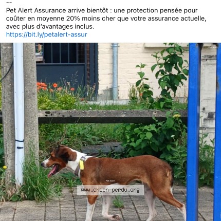 Photo 2/2 rose Chien perdu à Henin Beaumont