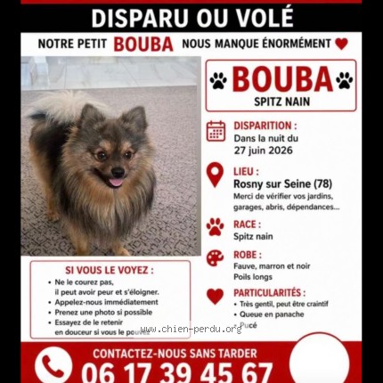 Photo 1/1 bouba Chien perdu à Rosny Sur Seine