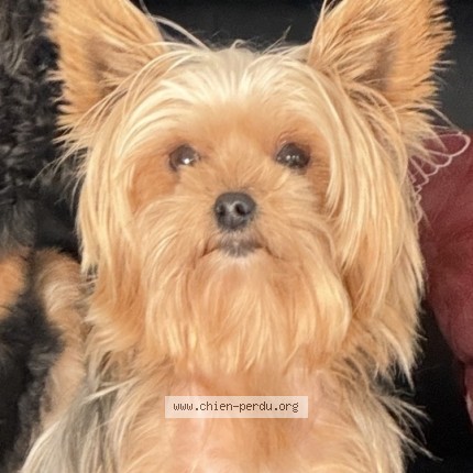 Photo 2/2 Scarlett Chien perdu à Callas