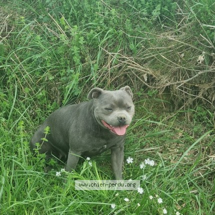 Photo de chien perdu à Castelnau Picampeau