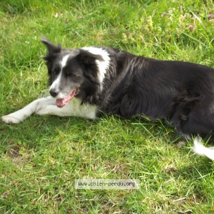 Photo 1/1 Caspar Chien perdu à Mielan