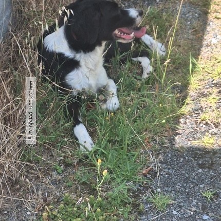 Photo de chien trouvé à Coux