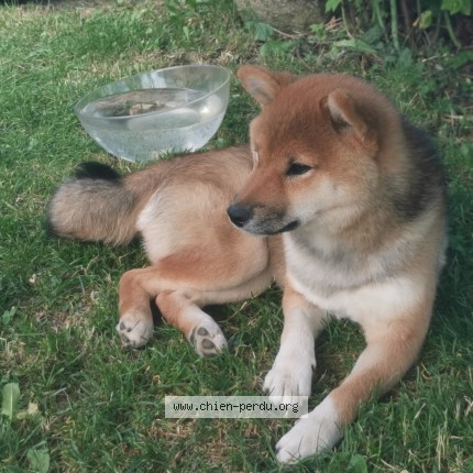 Photo de chien perdu à Le Puy En Velay