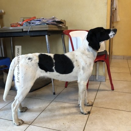 Photo 1/1 Chien retrouvé Perdu à Burthecourt Aux Chenes