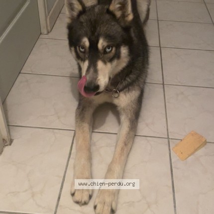 Photo 1/1 Chien retrouvé Perdu à Les Pins