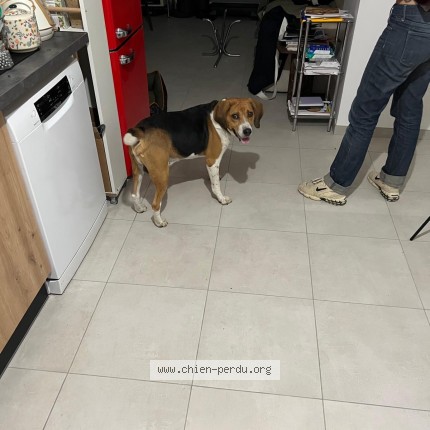 Photo 1/1 Chien trouvé Trouvé à Les Landes Genusson