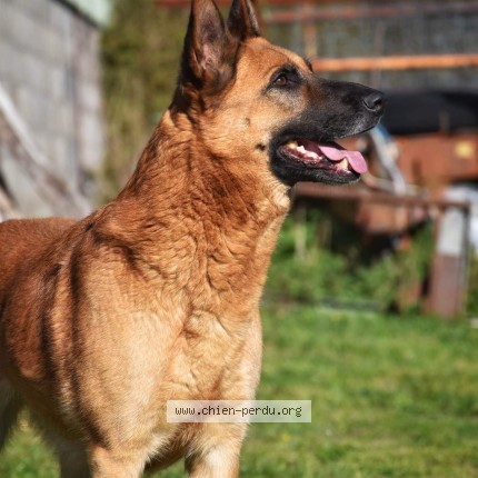 Photo 1/1 Lucky Chien perdu à Correze