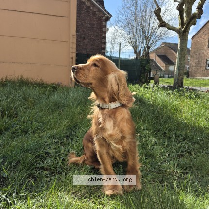 Photo 1/1 Poppy Chien perdu à Lievin
