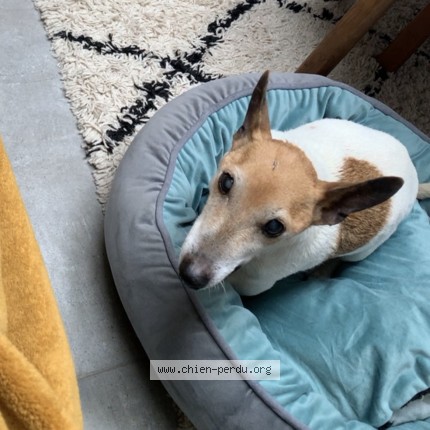 Photo 1/1 Chien retrouvé Perdu à Hondelange