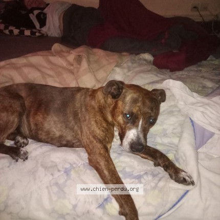 Photo de chien perdu à La Guerche Sur L Aubois