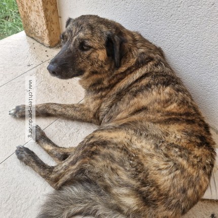 Photo 1/1 Chien retrouvé Trouvé à Aleria