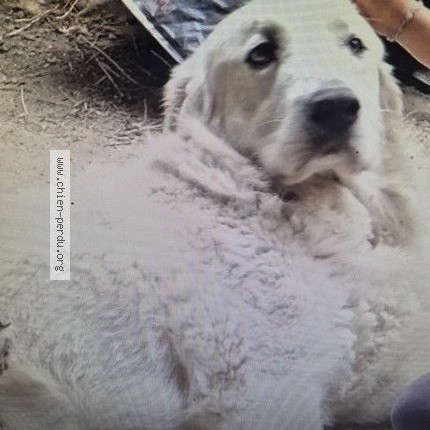 Photo 1/1 Chien retrouvé Perdu à Berat