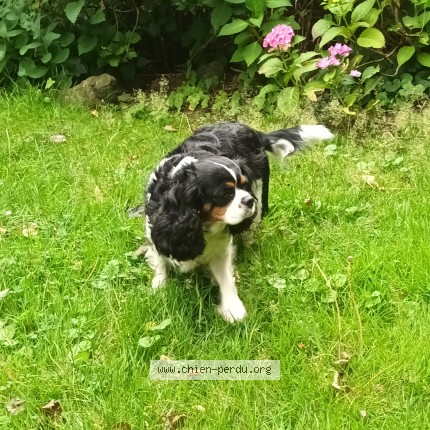 Photo 1/1 Chien trouvé Trouvé à Vieux Genappe