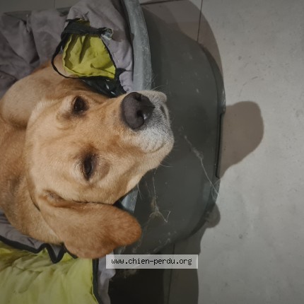Photo 1/1 Chien retrouvé Trouvé à Gardegan Et Tourtirac
