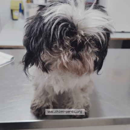 Photo de chien trouvé à Athis Mons