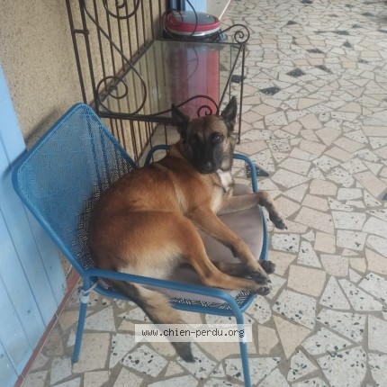 Photo 1/1 Chien retrouvé Perdu à Ozon