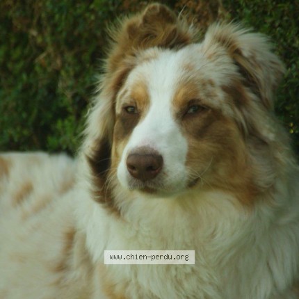 Photo de chien perdu à Tourville Sur Pont Audemer