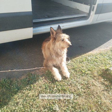 Photo 1/1 Chien retrouvé Trouvé à La Vraie Croix