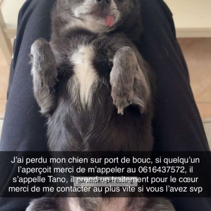 Photo 1/1 Chien retrouvé Perdu à Port De Bouc