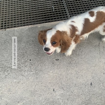 Photo 1/1 Chien trouvé Trouvé à Aubagne