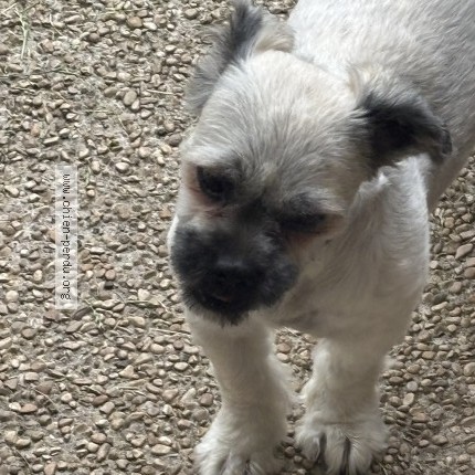 Photo 1/1 Chien retrouvé Perdu à Berck