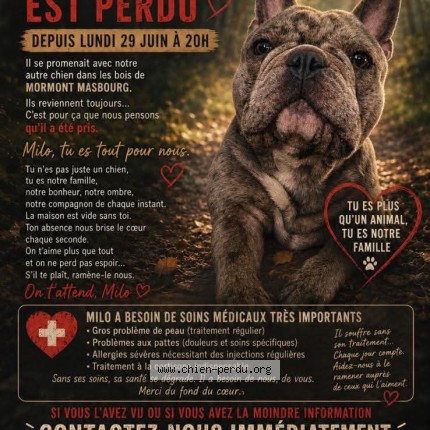 Photo 1/1 milo Chien perdu à Masbourg