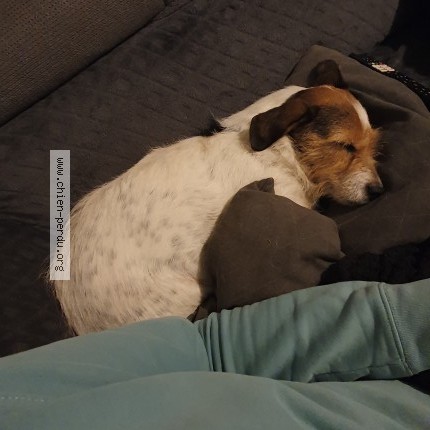 Photo de chien perdu à Blainville Sur Orne