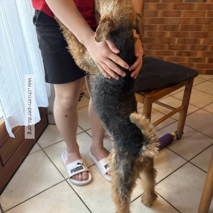 Photo 1/1 Chien trouvé Trouvé à Gazeran