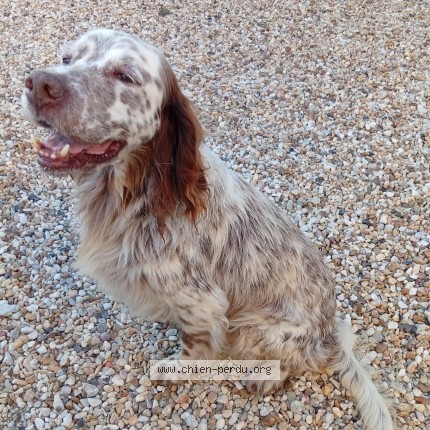 Photo de chien trouvé à Marignac
