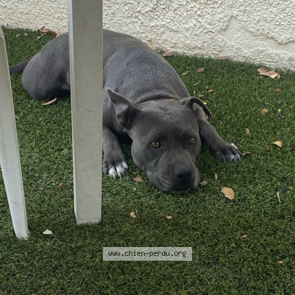 Photo 1/1 Chien retrouvé Perdu à Nimes