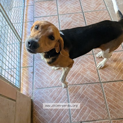 Photo 2/2 Chien trouvé Trouvé à Labastide Clermont