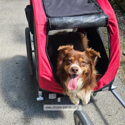 Photo 1/1 Chien retrouvé Perdu à Besancon