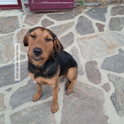 Photo 1/1 Chien trouvé Trouvé à Le Ferre