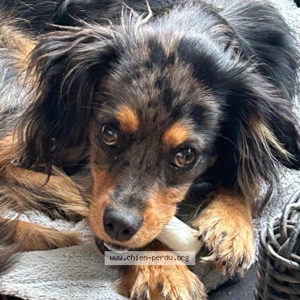 Photo de chien perdu à Toulouse
