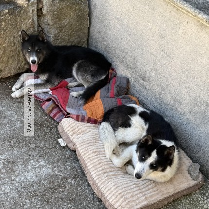 Photo 1/1 Laika Lookie Chien perdu à Pernes Les Fontaines