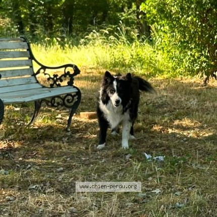 Photo 1/1 Chien retrouvé Perdu à Peyrat La Noniere
