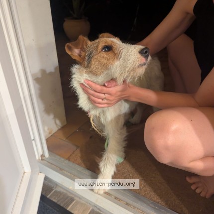 Photo 1/1 Chien retrouvé Trouvé à Coulonges Sur L Autize