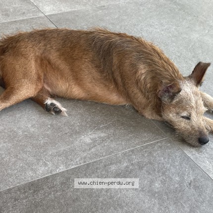 Photo de chien perdu à Mougins