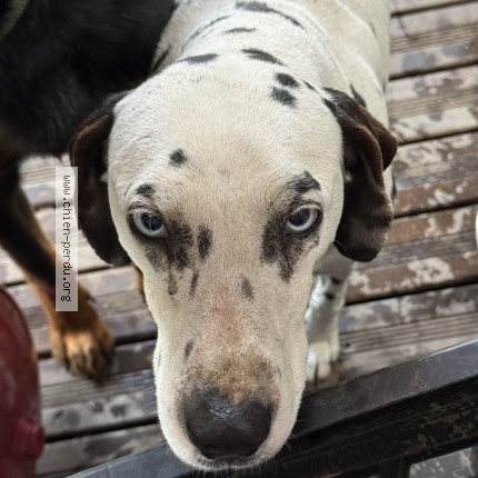 Photo 1/1 Chien retrouvé Perdu à Bruay La Buissiere